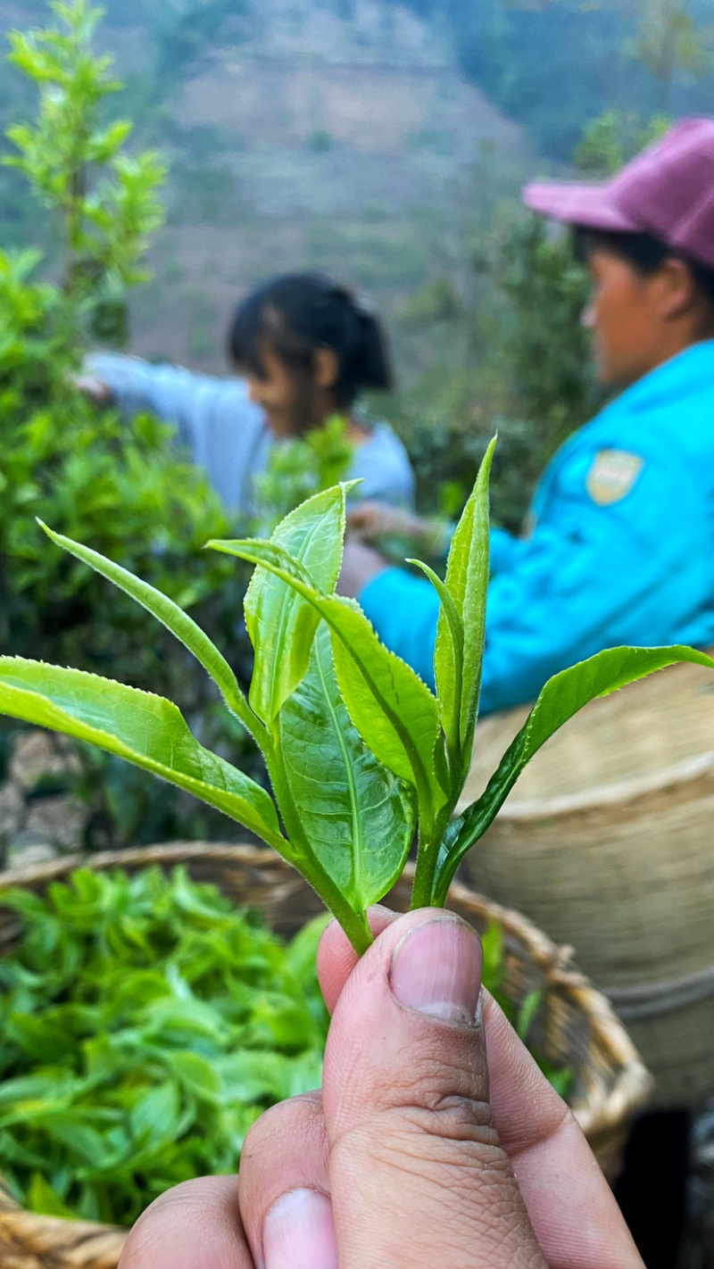 普洱无量山生态茶古树茶