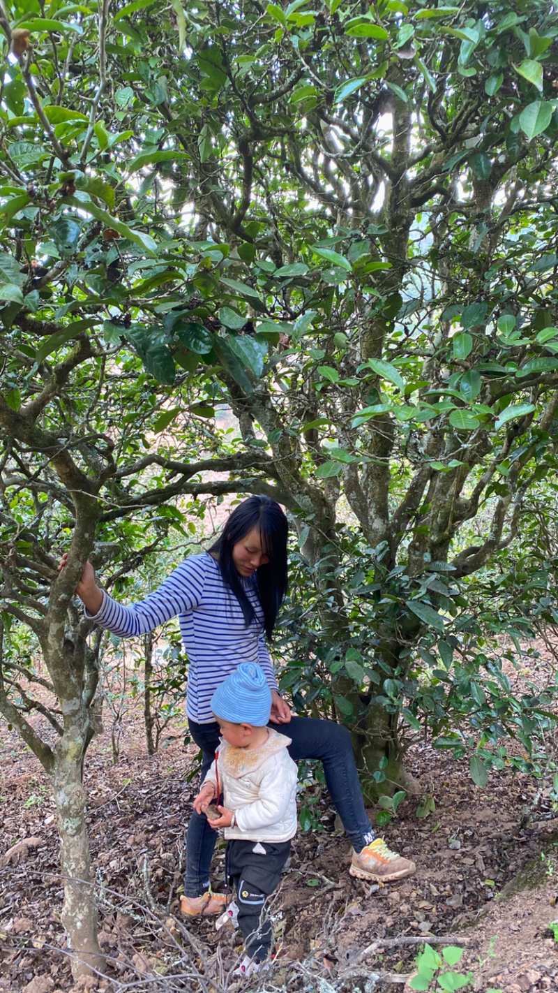 普洱无量山生态茶古树茶