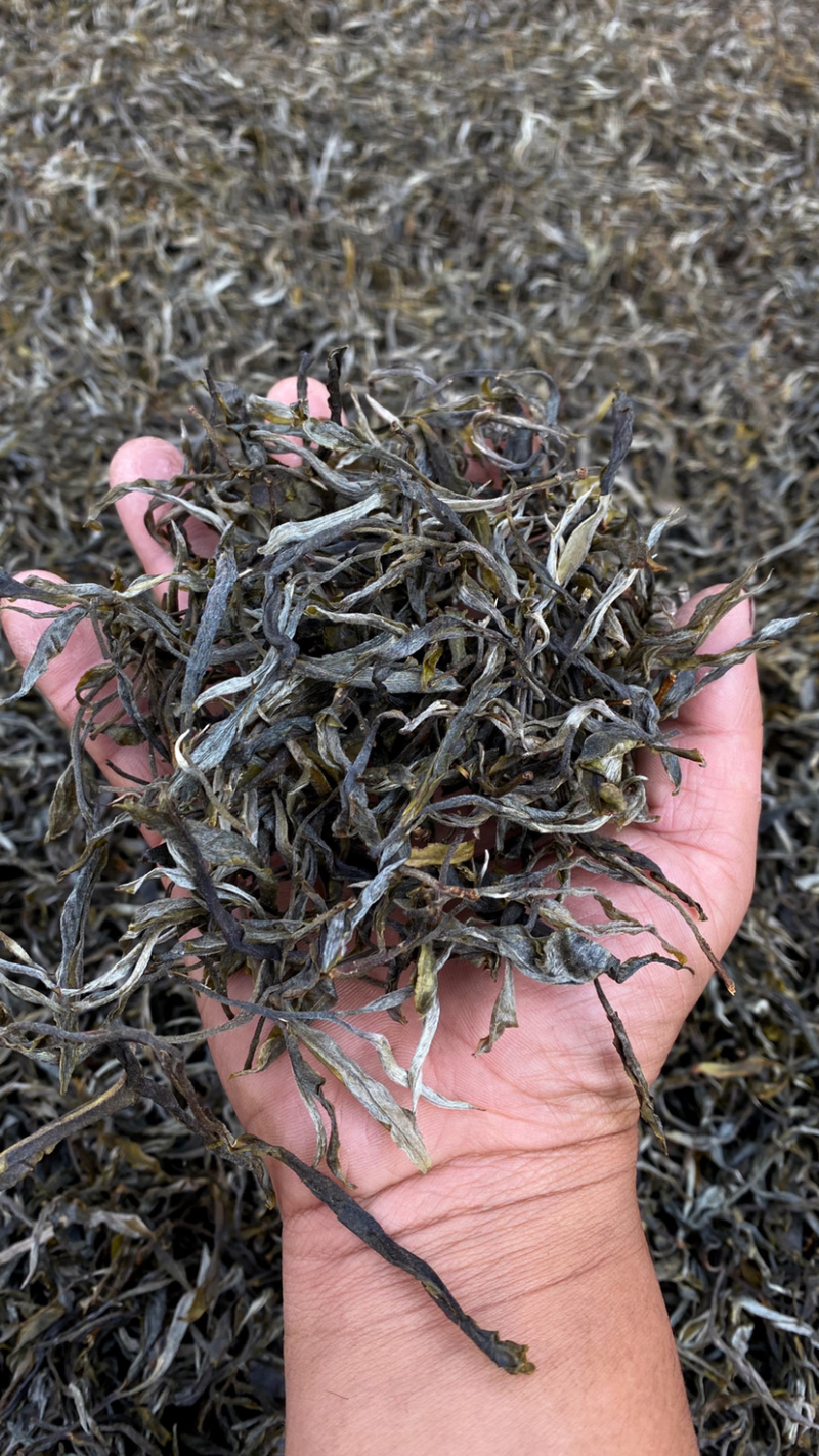 普洱无量山生态茶古树茶