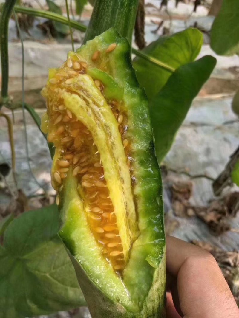 羊角蜜甜瓜大量上市，汁水丰盈，美味香甜，清脆爽口值得品尝