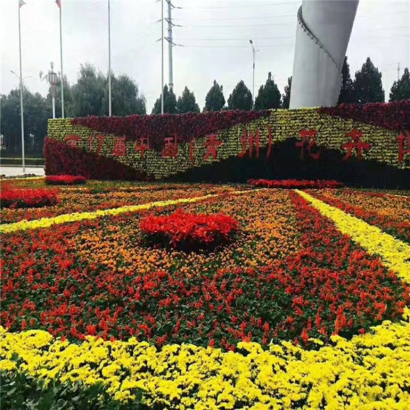 时令草花组摆华艺造型设计施工市政景观绿化