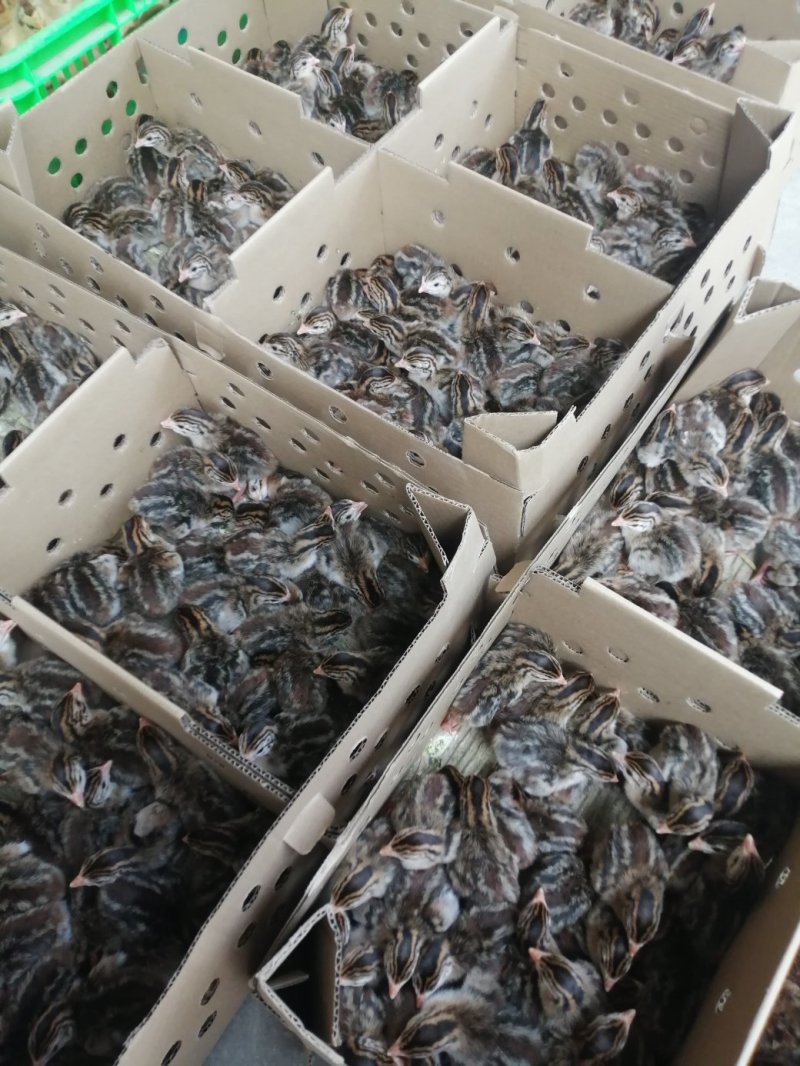 珍珠鸡苗优质珍珠鸡苗，质量保证，欢迎订购