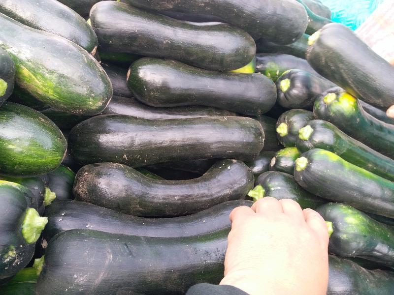 黑皮南瓜2~3斤以上长条形、质量佳、价格适中