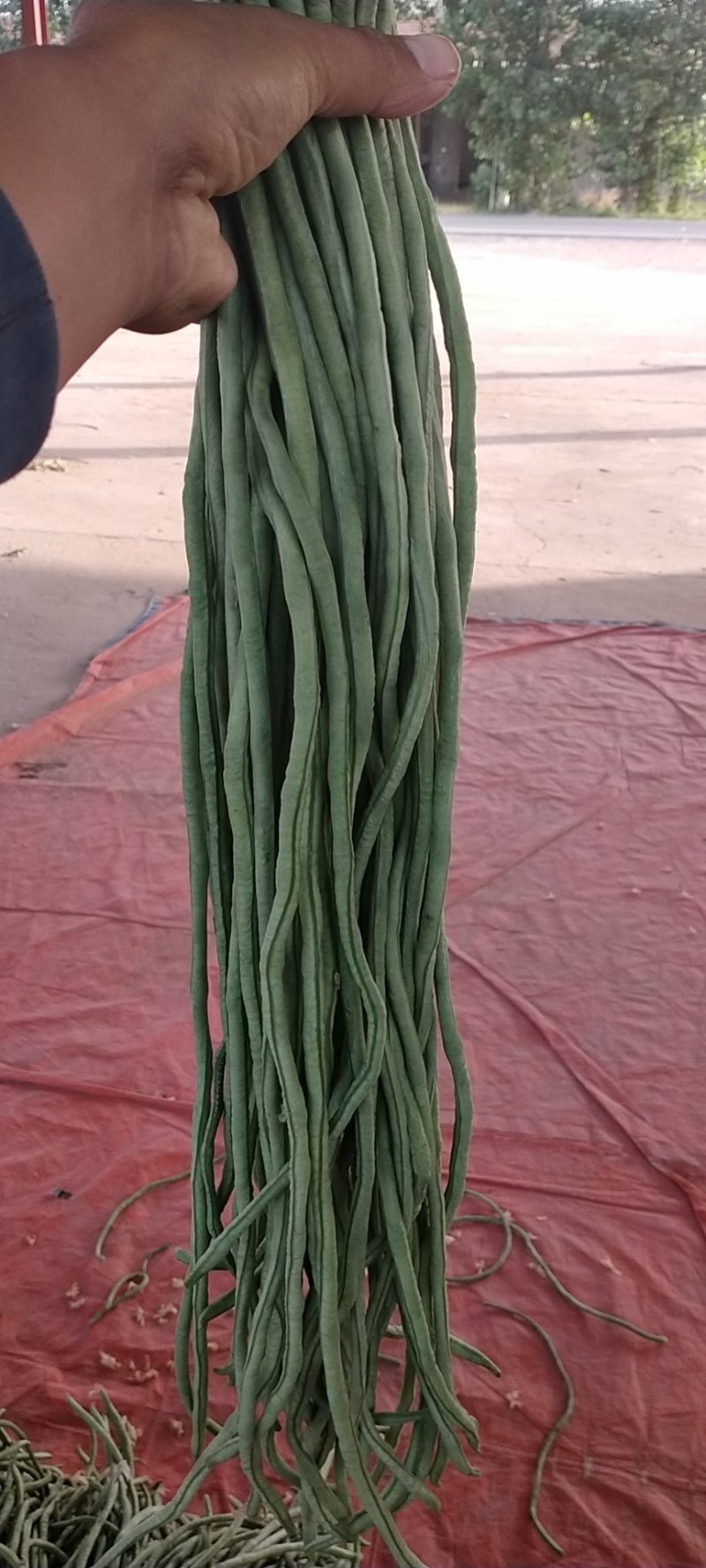 山东单县青条长豆角大量供应，诚信经营，商品上佳，供应期长