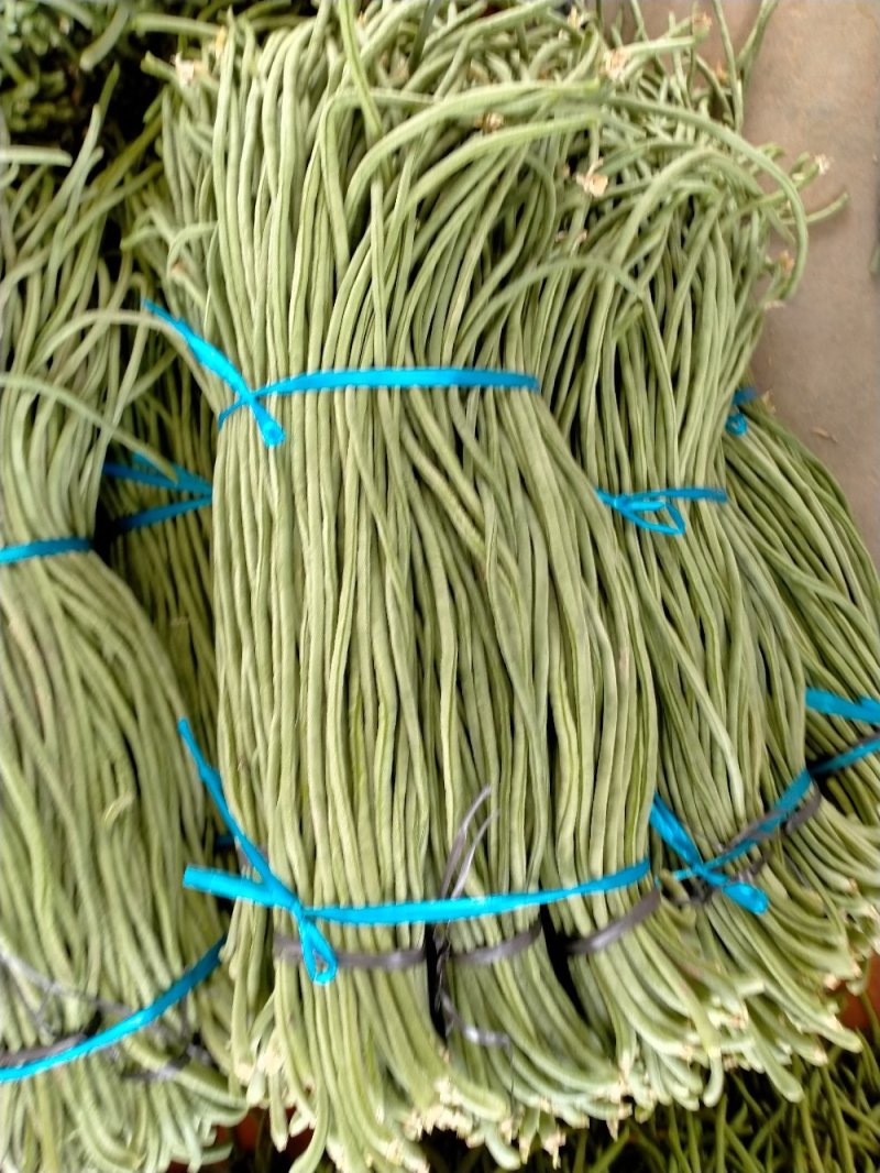 山东单县青条长豆角大量供应，诚信经营，商品上佳，供应期长