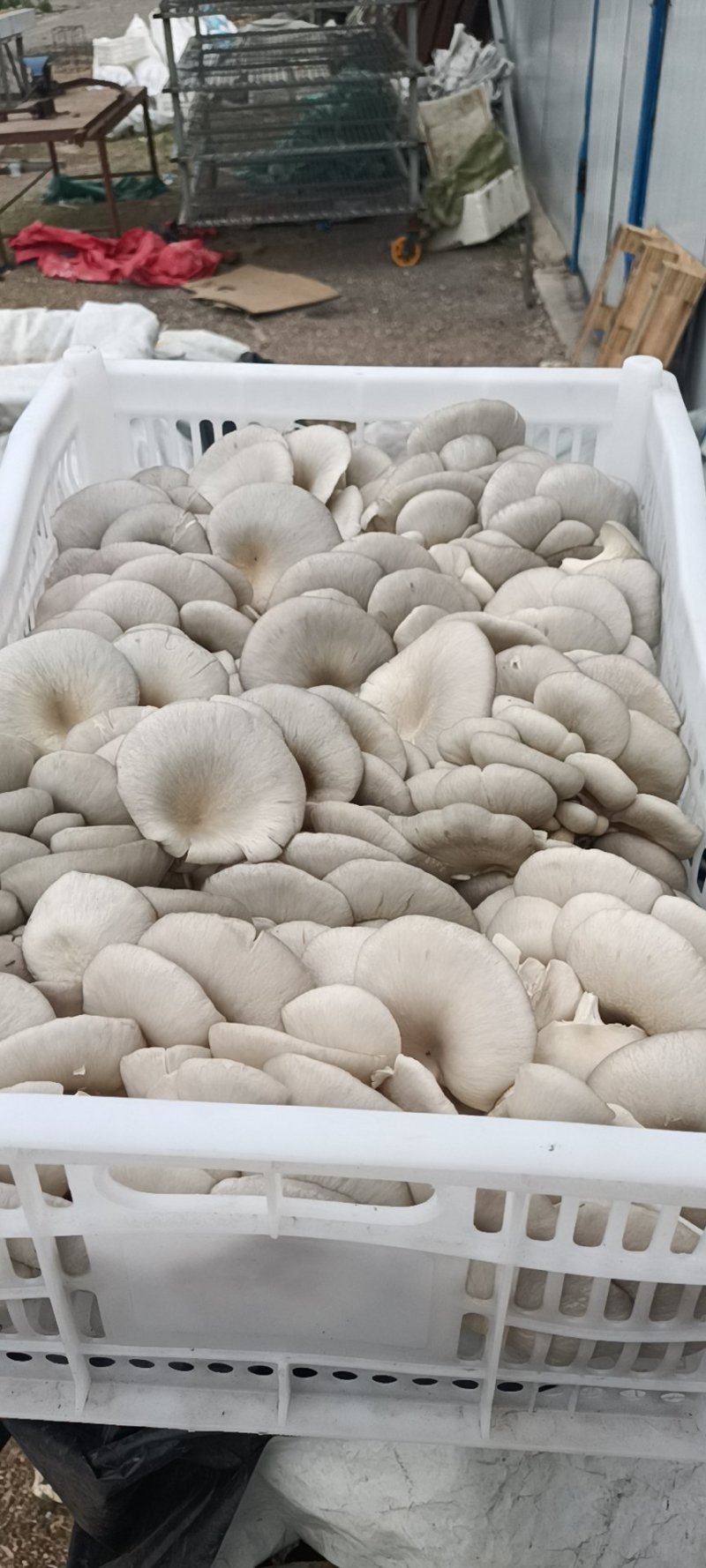 平菇