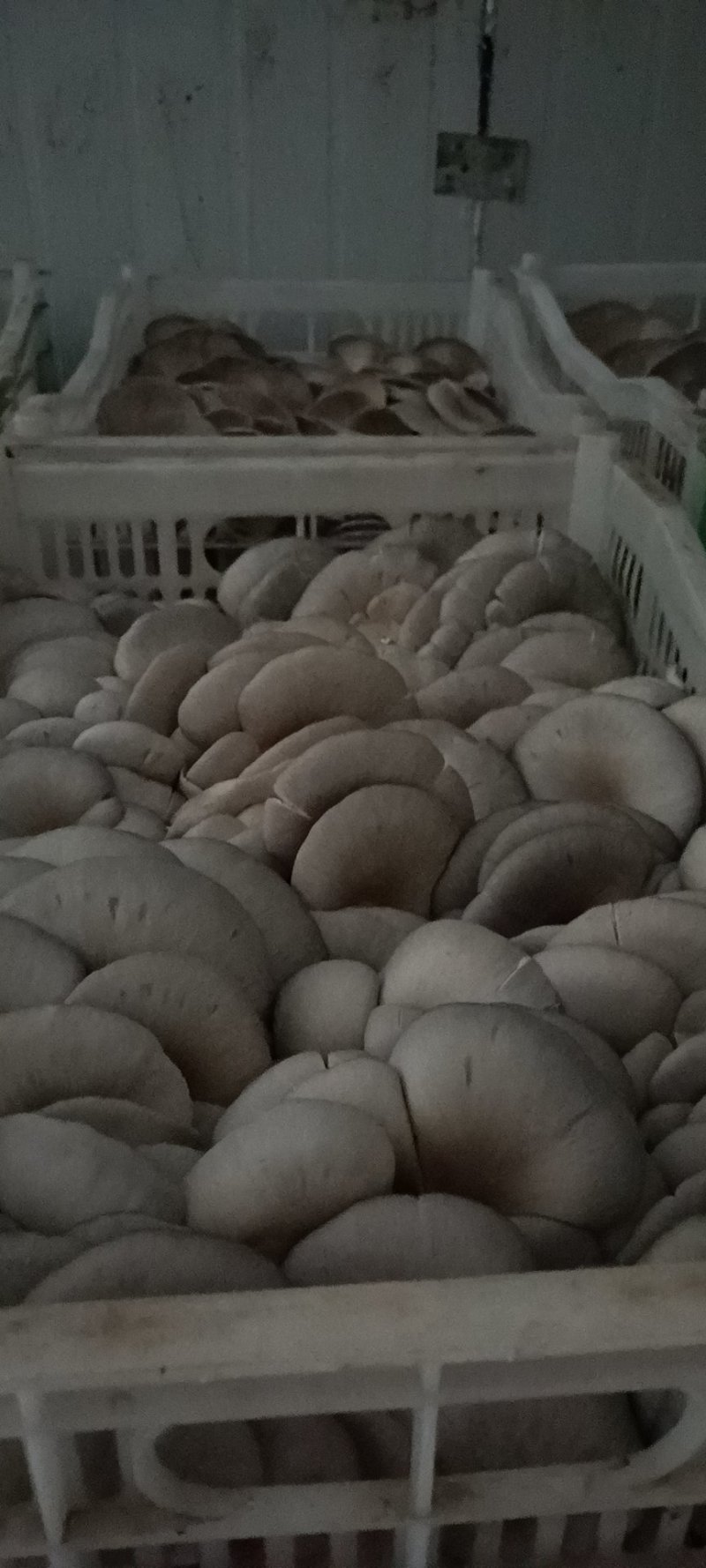 平菇