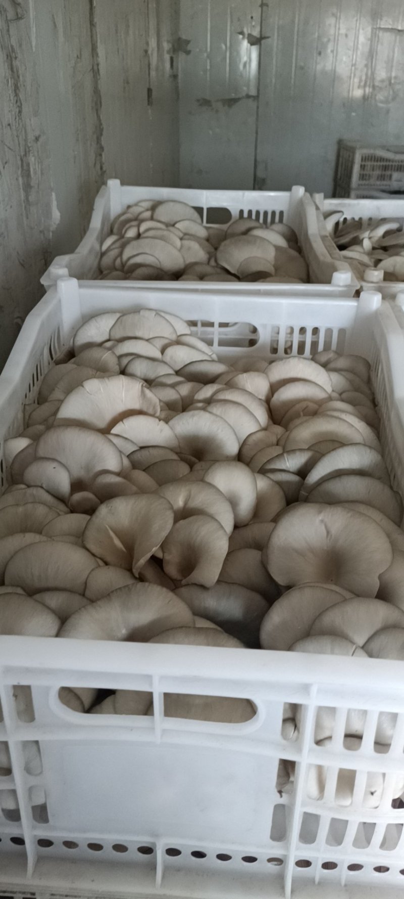 平菇