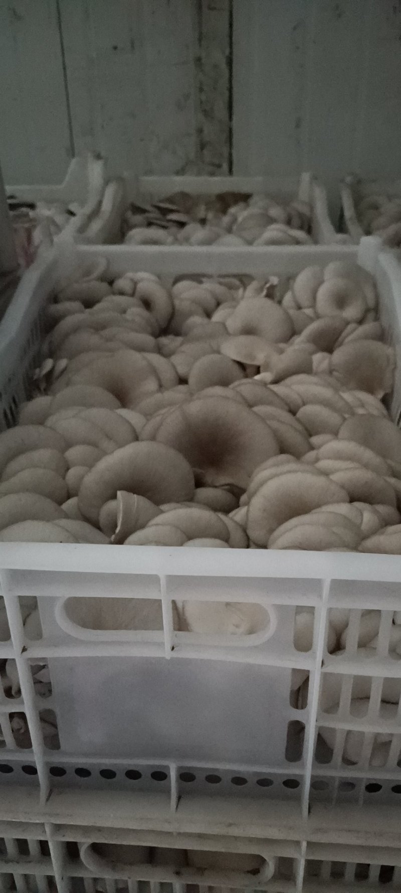 平菇