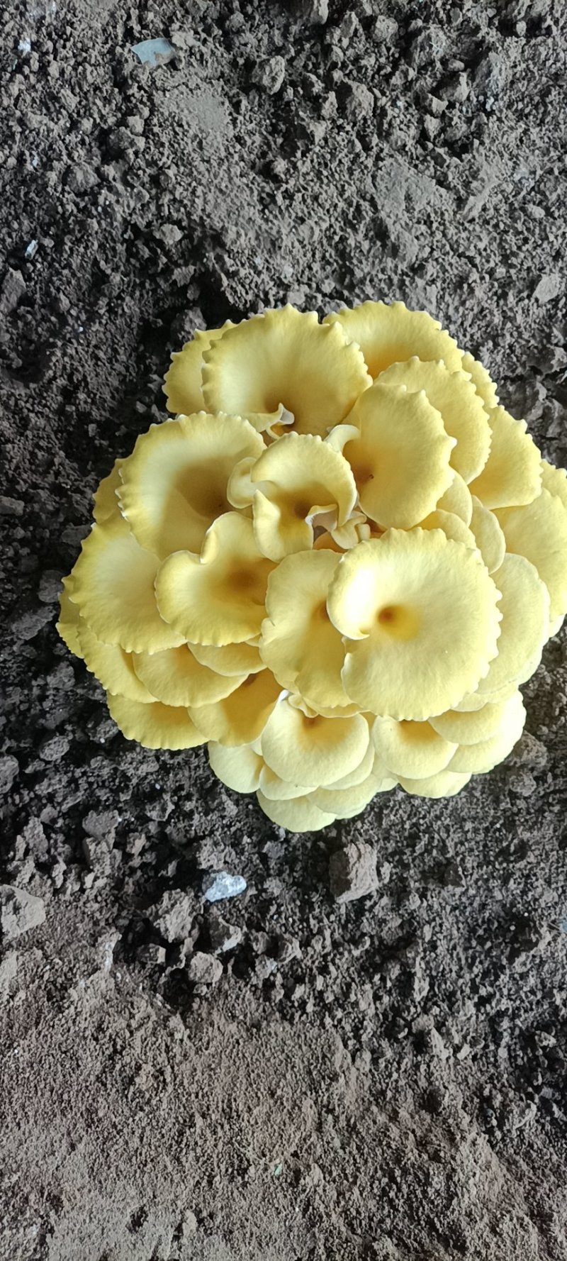 平菇