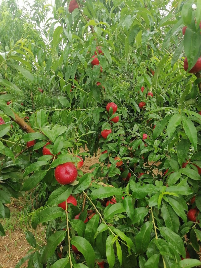 中油十八油桃大量上市中！