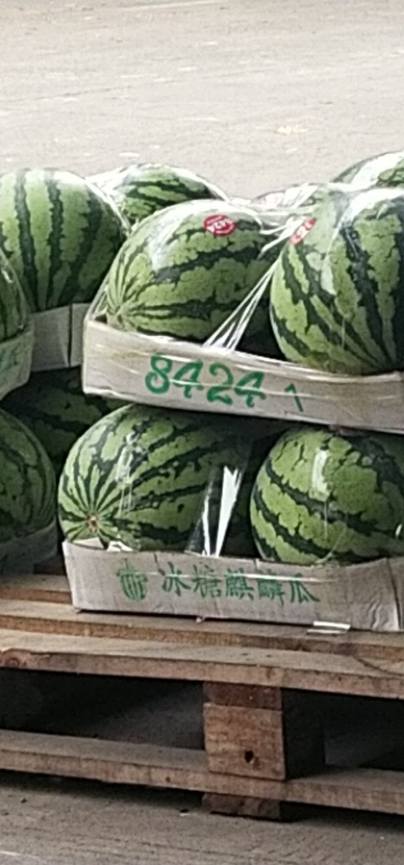 精品8424西瓜籽苗黑籽美都麒麟
