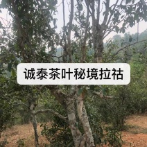 古树月光白普洱茶性价比高甜度高