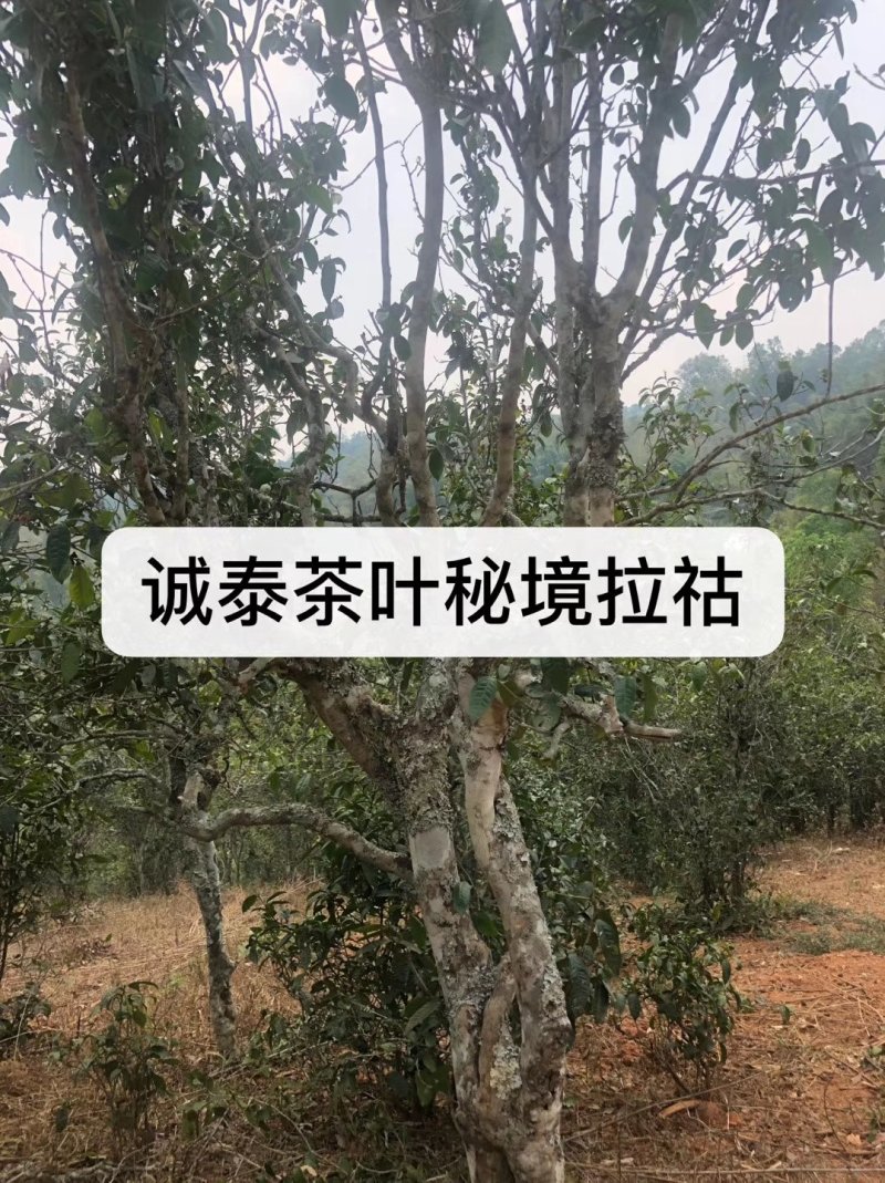 古树月光白普洱茶性价比高甜度高