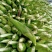 糯玉米