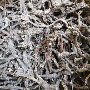 石昌蒲，足干火烧火燎，过滚筒