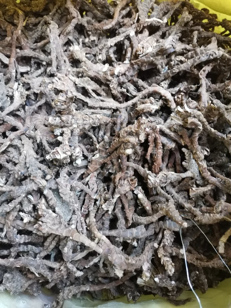 石昌蒲，足干火烧火燎，过滚筒