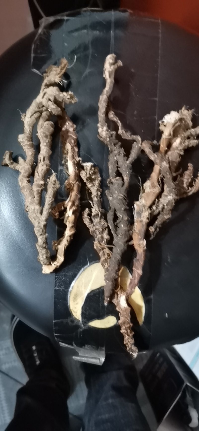 石昌蒲，足干火烧火燎，过滚筒