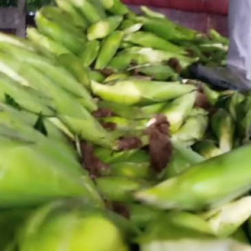 糯玉米