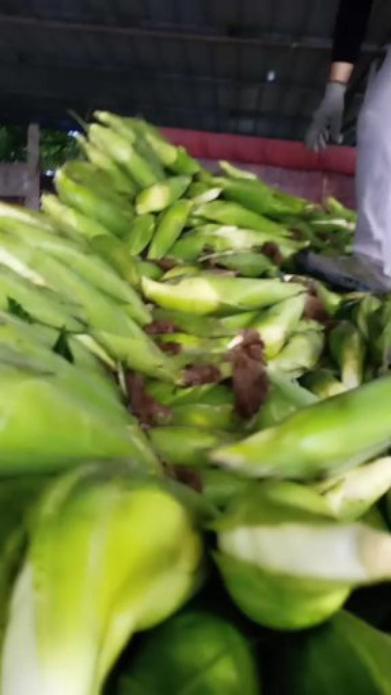 糯玉米
