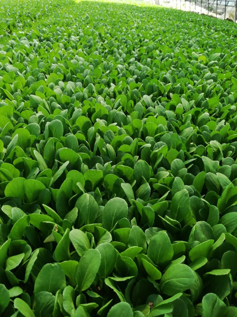鸡毛菜；：：：：：：：