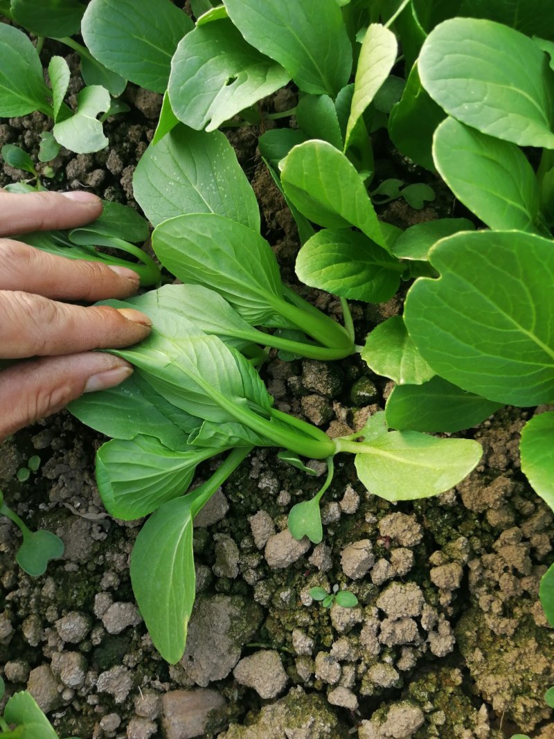 鸡毛菜；：：：：：：：