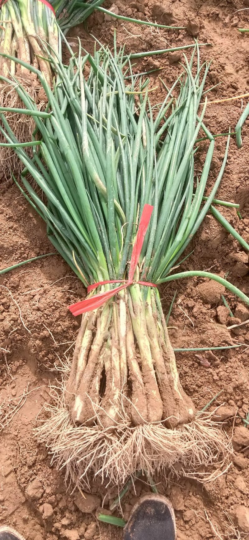 甘肃基地直供青葱，红葱，葱直杆粗
