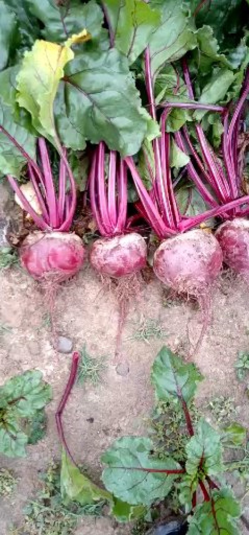 徐州市红甜菜基地红甜菜甜菜头甜菜根加工厂市场