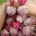 徐州市红甜菜基地红甜菜甜菜头甜菜根加工厂市场