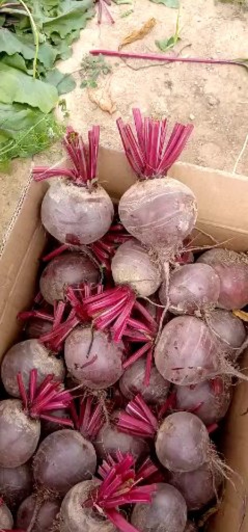 徐州市红甜菜基地红甜菜甜菜头甜菜根加工厂市场