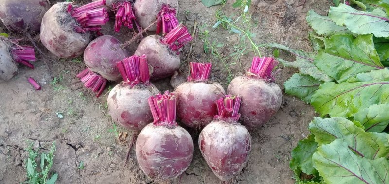 徐州市红甜菜基地红甜菜甜菜头甜菜根加工厂市场
