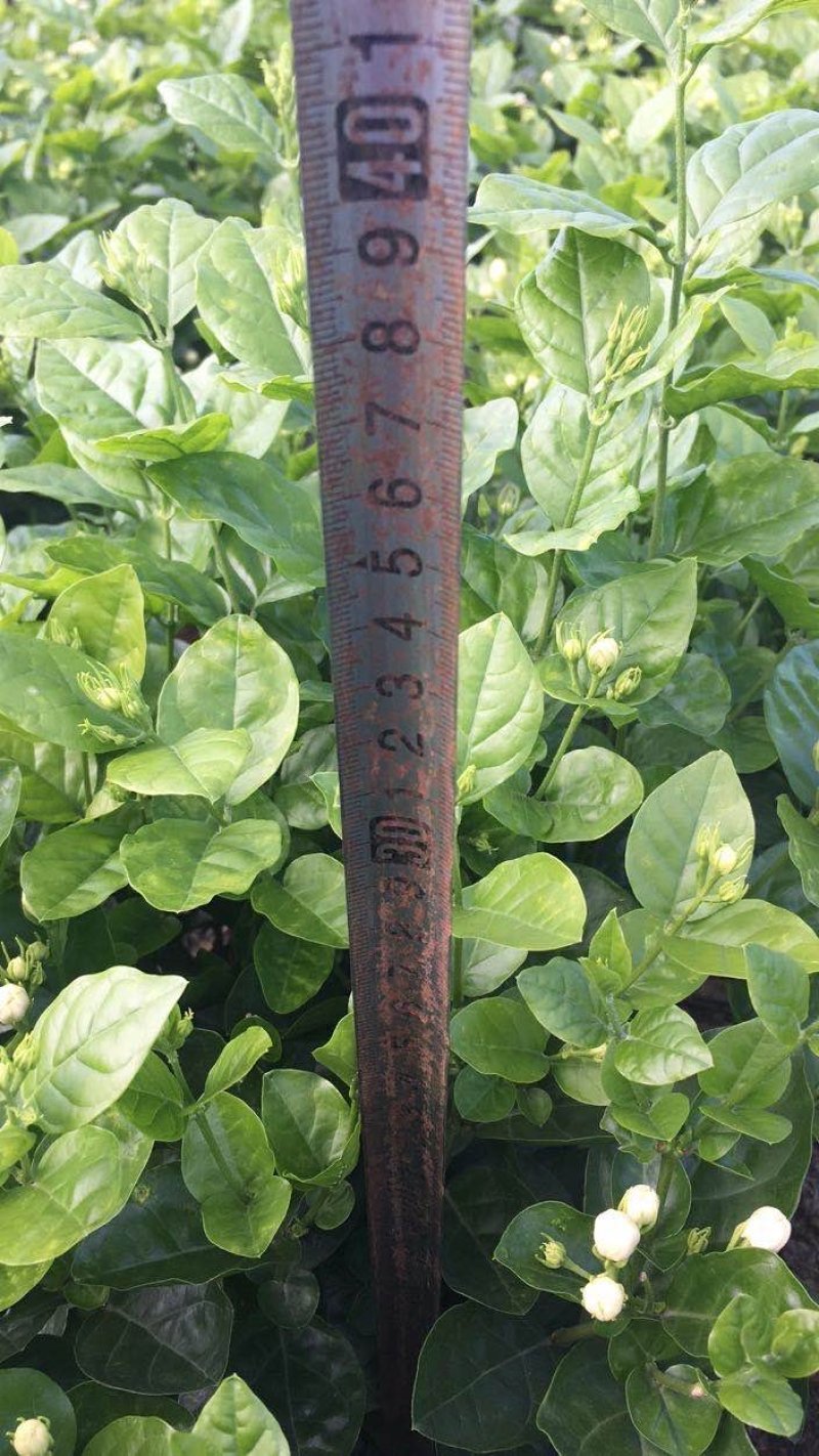 大量出售茉莉花和各种栀子花大栀子与四季栀和海栀子花