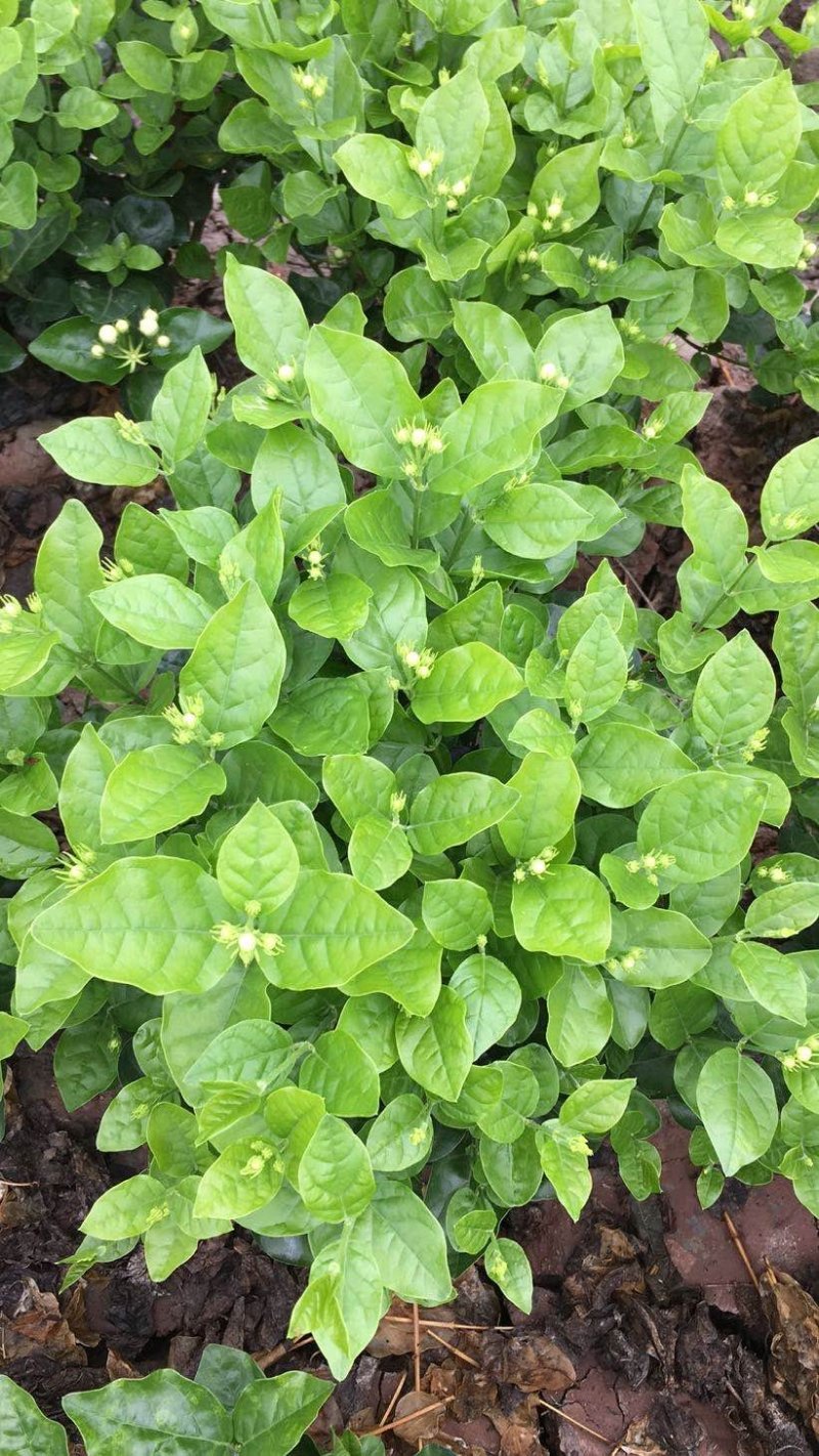 大量出售茉莉花和各种栀子花大栀子与四季栀和海栀子花