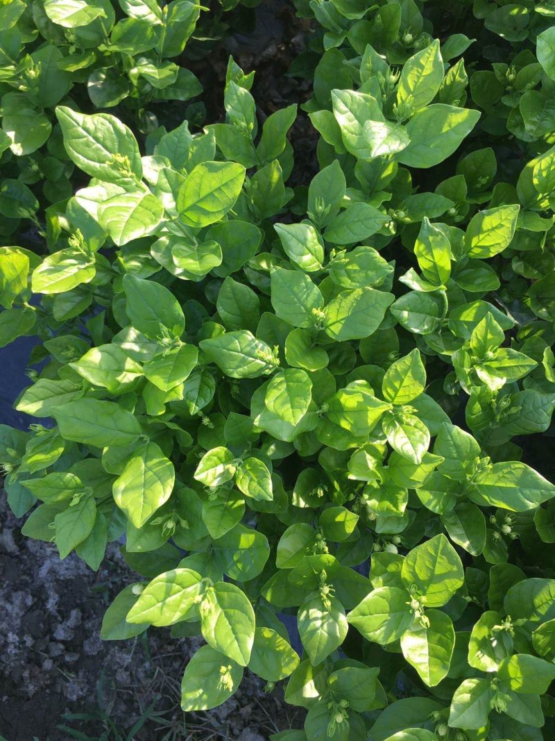 大量出售茉莉花和各种栀子花大栀子与四季栀和海栀子花