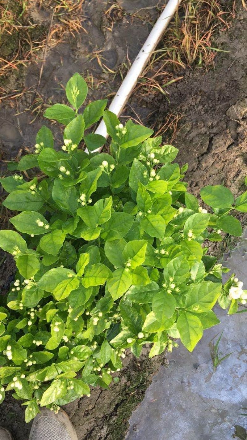 大量出售茉莉花和各种栀子花大栀子与四季栀和海栀子花