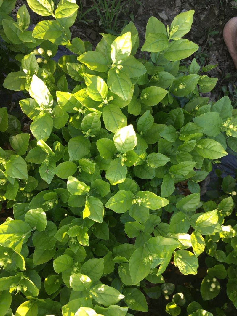 大量出售茉莉花和各种栀子花大栀子与四季栀和海栀子花