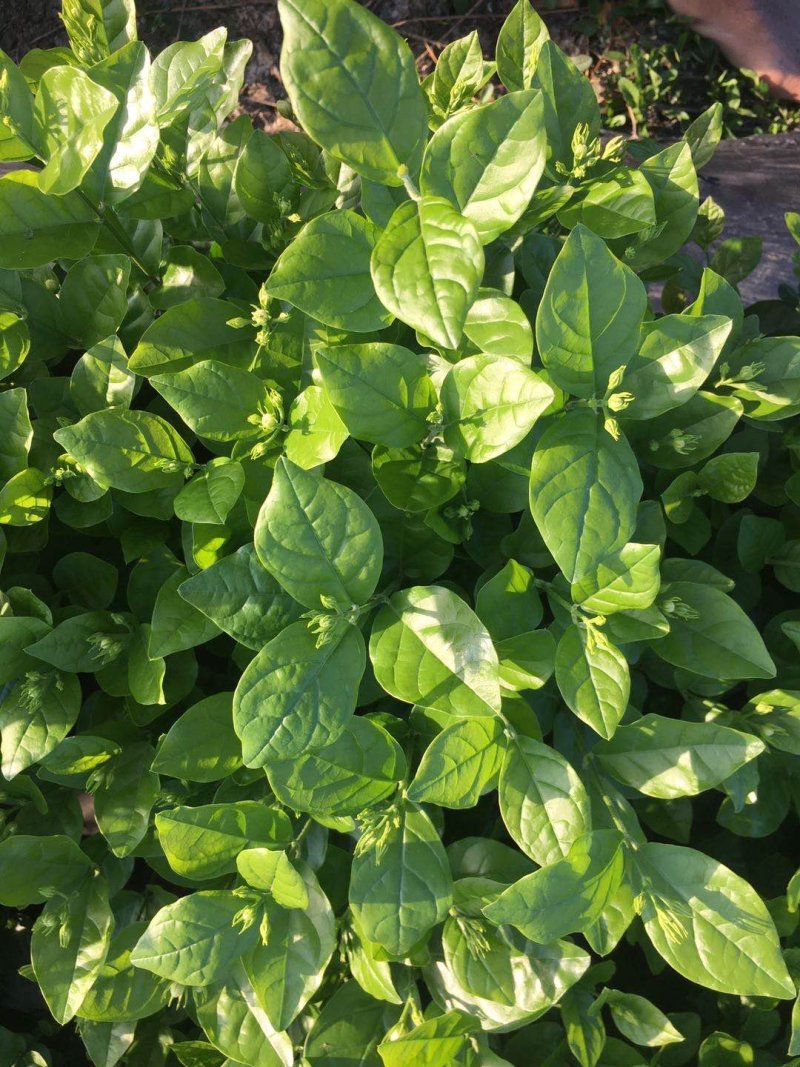 大量出售茉莉花和各种栀子花大栀子与四季栀和海栀子花