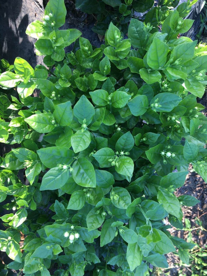 大量出售茉莉花和各种栀子花大栀子与四季栀和海栀子花