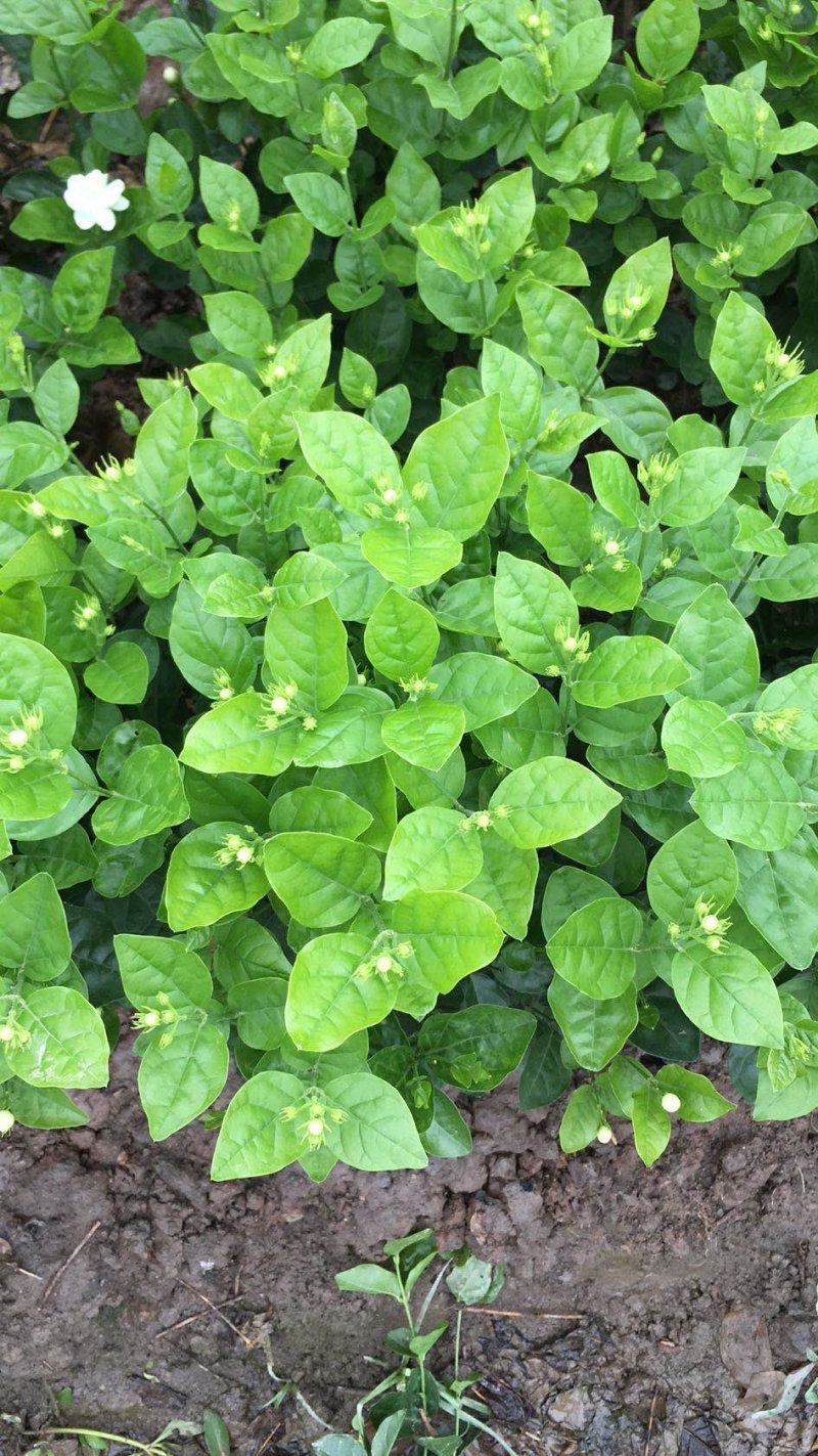 大量出售茉莉花和各种栀子花大栀子与四季栀和海栀子花