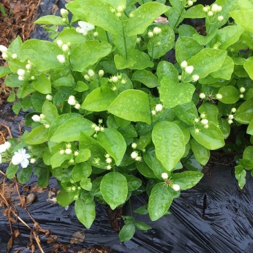 大量出售茉莉花和各种栀子花大栀子与四季栀和海栀子花