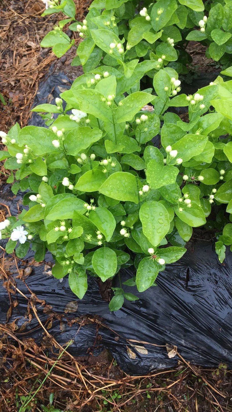 大量出售茉莉花和各种栀子花大栀子与四季栀和海栀子花