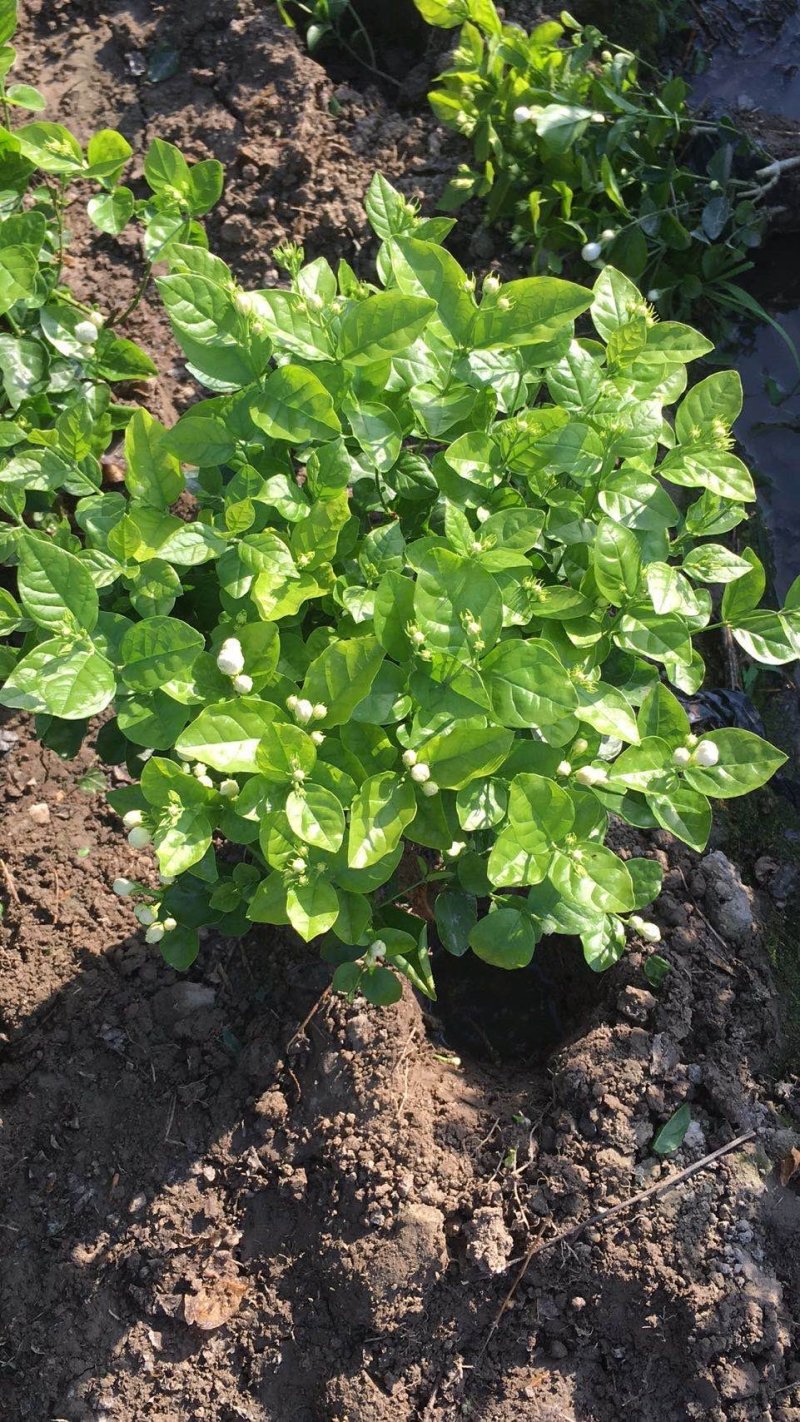 大量出售茉莉花和各种栀子花大栀子与四季栀和海栀子花