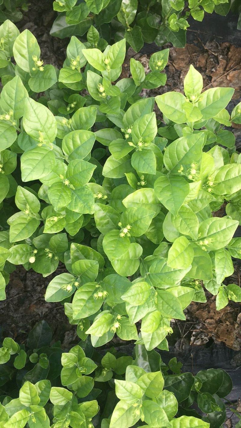 大量出售茉莉花和各种栀子花大栀子与四季栀和海栀子花