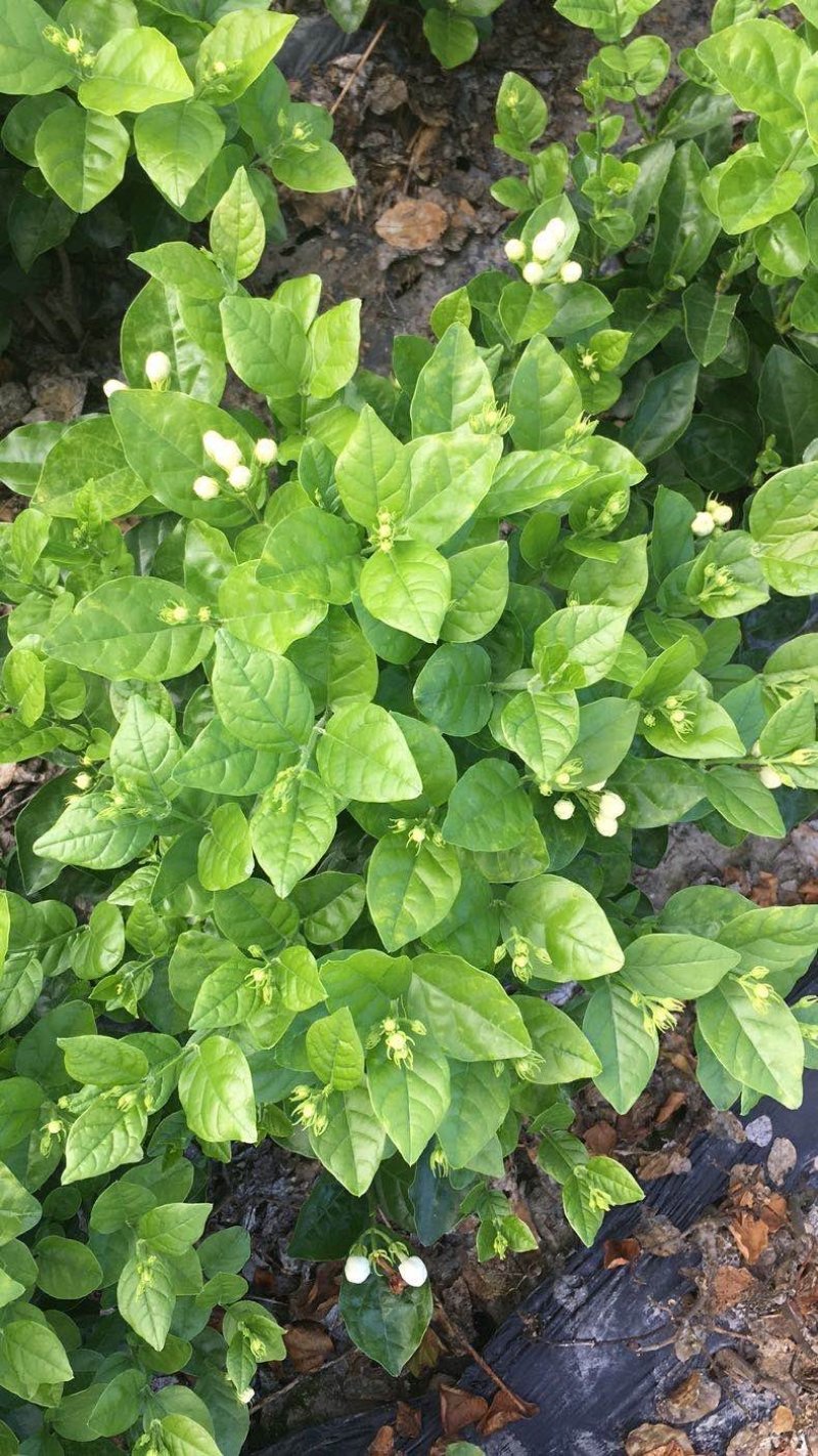 大量出售茉莉花和各种栀子花大栀子与四季栀和海栀子花