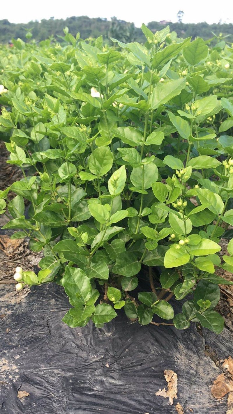 大量出售茉莉花和各种栀子花大栀子与四季栀和海栀子花
