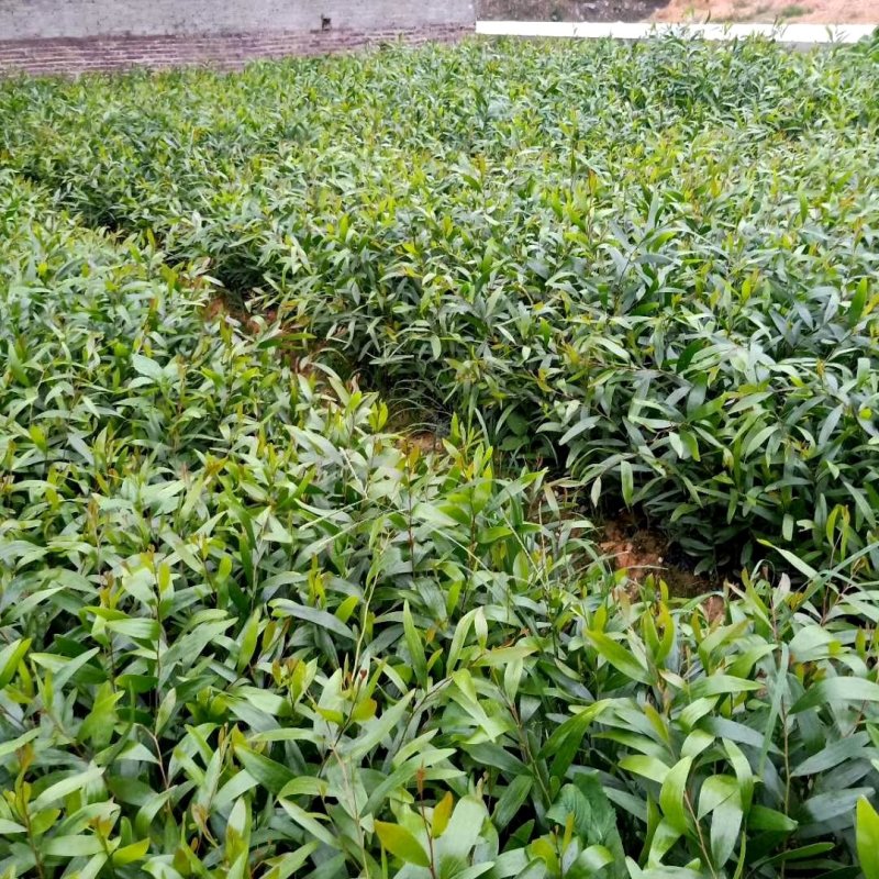 台湾相思自家种植基地，产地直销，量大从优