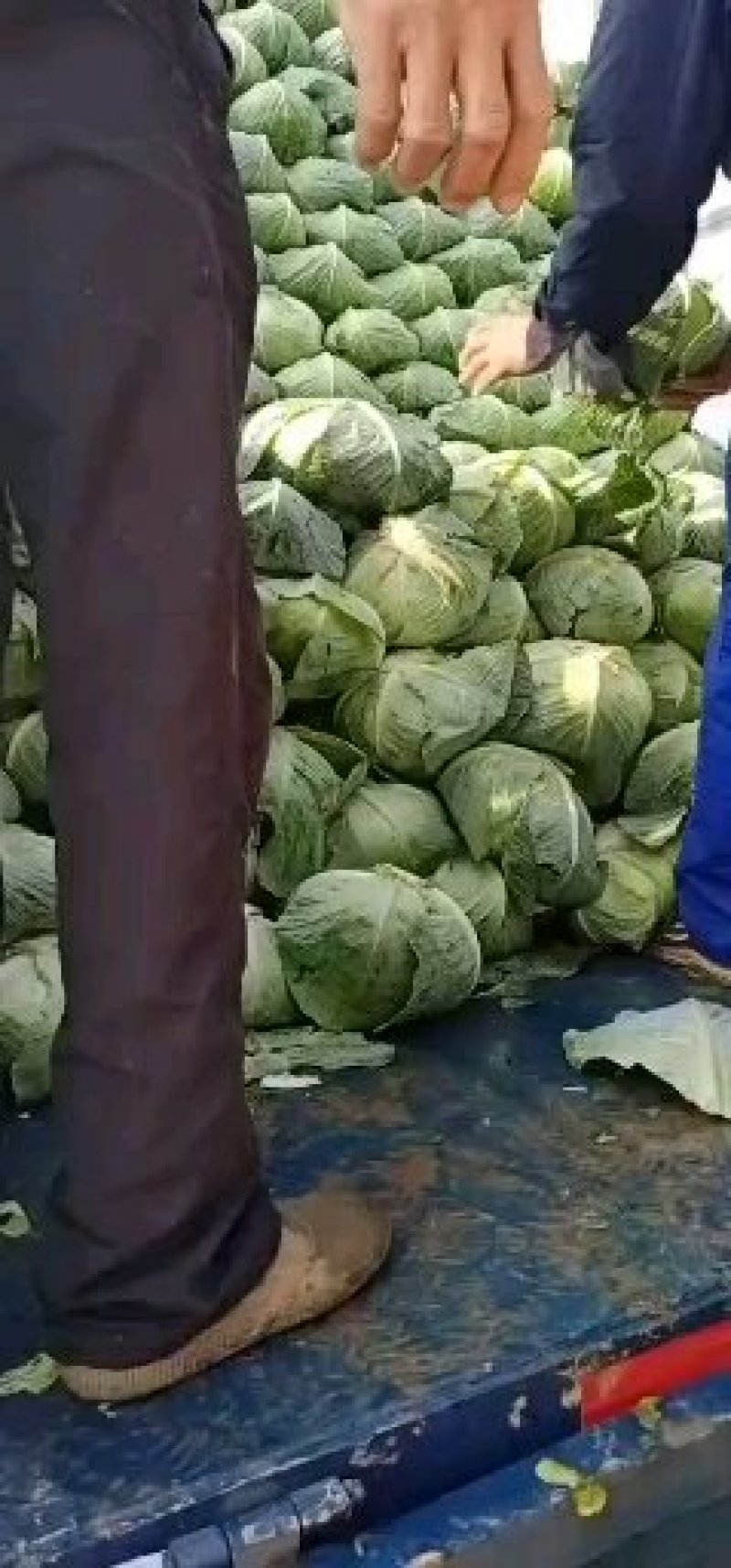 圆包菜，奥奇娜扁包菜市场货工厂货规格齐全货源充足