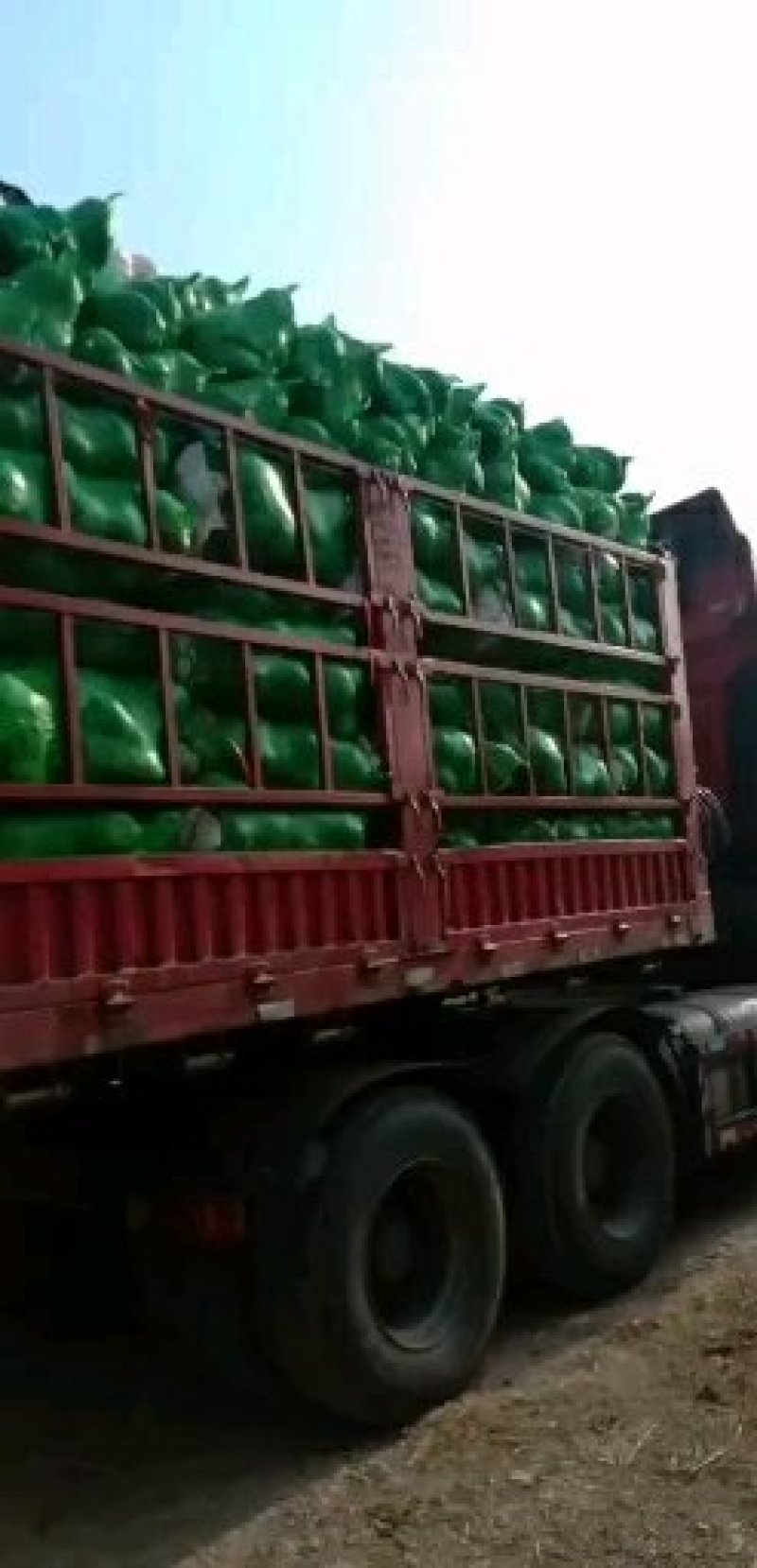 圆包菜，奥奇娜扁包菜市场货工厂货规格齐全货源充足