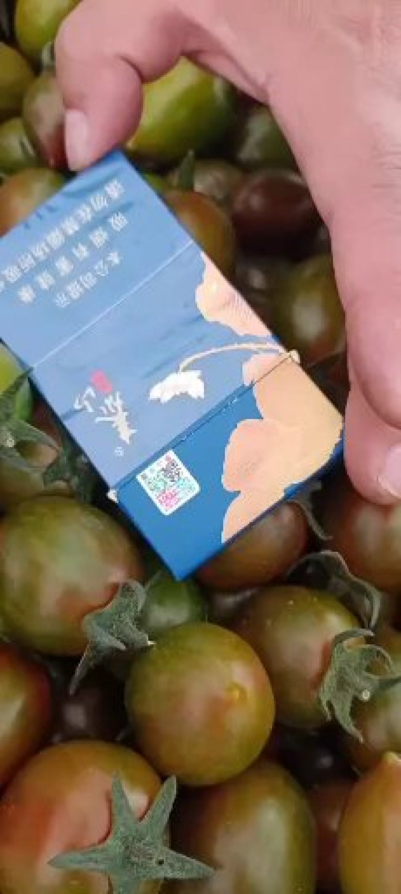 贝贝，迷彩，一把皇豆