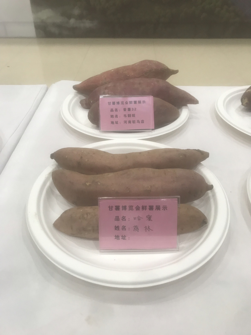 哈蜜红薯苗炕苗大田苗脱毒原种高产包回收签合同